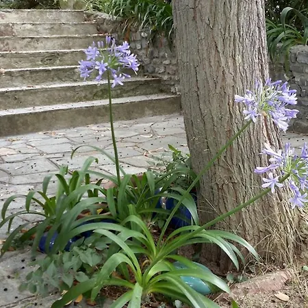 Apartment Deliziosa Casetta Con Dehor E Giardino Immersa Nel Ligure